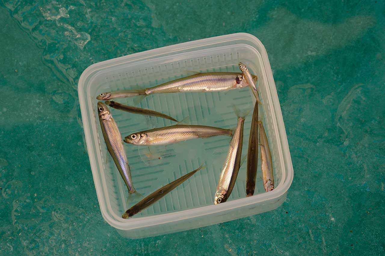 最終的にガイド１匹、筆者１匹、ぐっさん８匹という釣果。あれ？約１名の名前が…